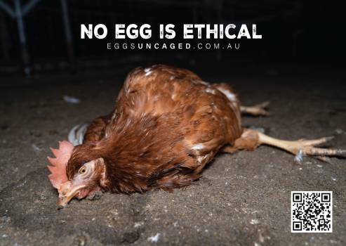 Eggs Uncaged Sticker 1