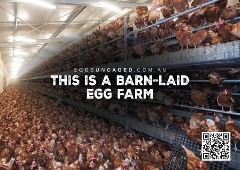 Eggs Uncaged Sticker 4