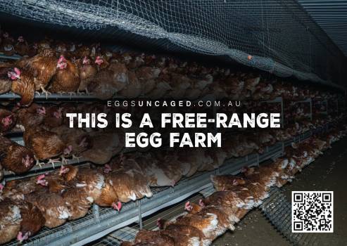 Eggs Uncaged Stickers 6