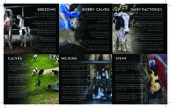 Deadly Dairy: the Reality Behind Every Glass of Milk (print)