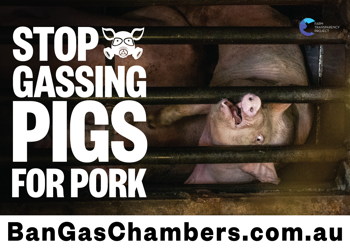 Stop Gassing Pigs For Pork - Placard 4