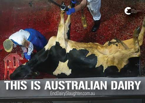 End Dairy Slaughter - Placard 7