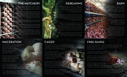 Eggs Exposed Leaflet