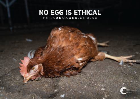 Eggs Uncaged Placard 1
