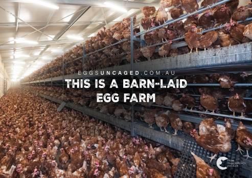 Eggs Uncaged Placards 4