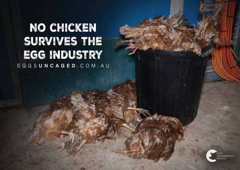 Eggs Uncaged Placards 7