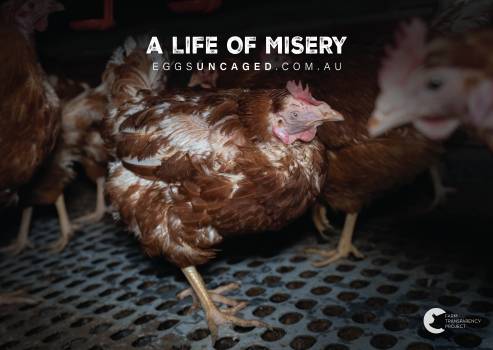 Eggs Uncaged Placards 10