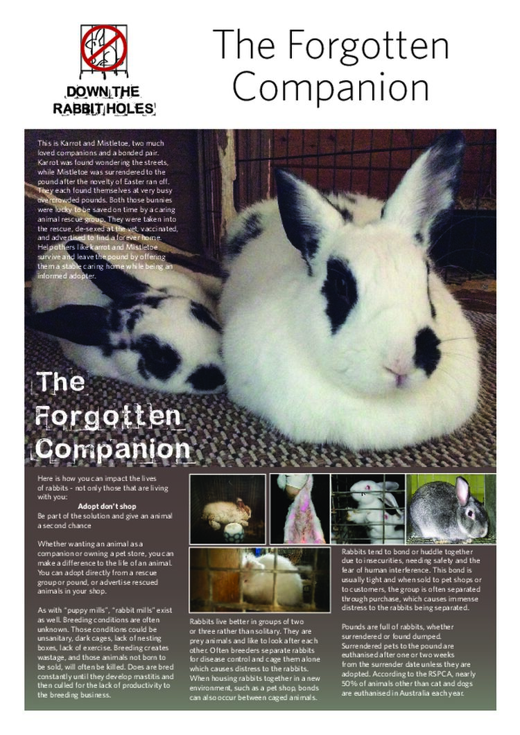 DTRH_Leaflet 4 Forgotten Companion