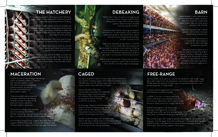 Eggs Exposed: The Truth of the Australian Egg Industry (print)