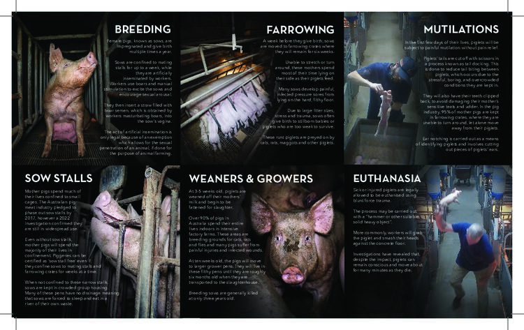 Price of Pork: From Birth to Slaughter (print)