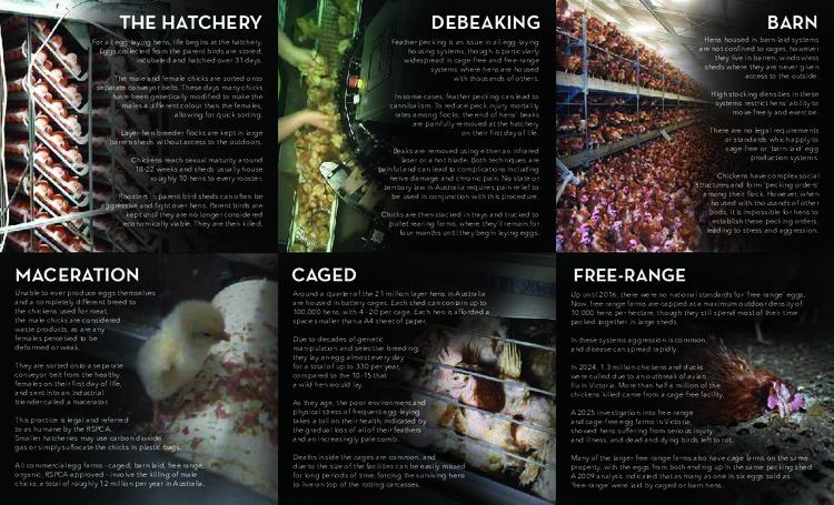 Eggs Exposed: The Truth of the Australian Egg Industry (web)