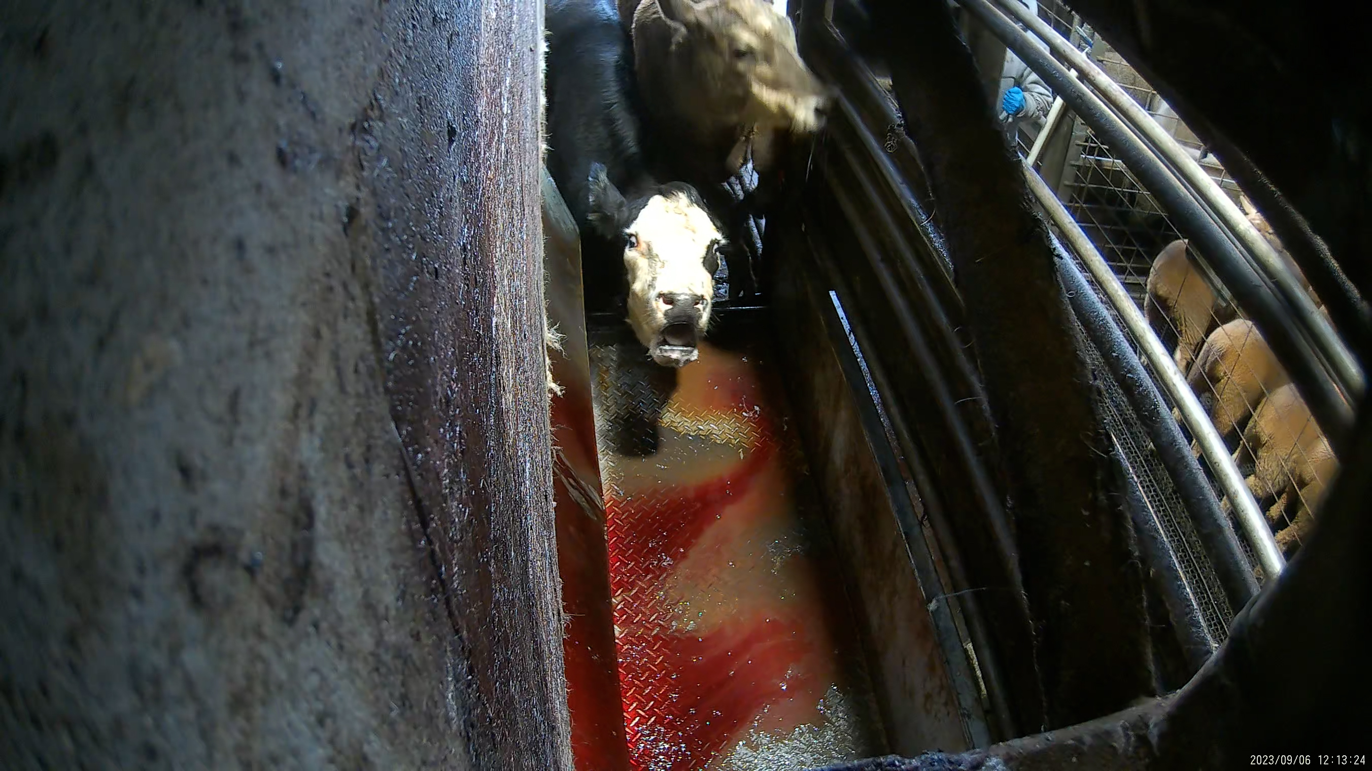 Aa cow cries out at Wal's Bulk Meats slaughterhouse