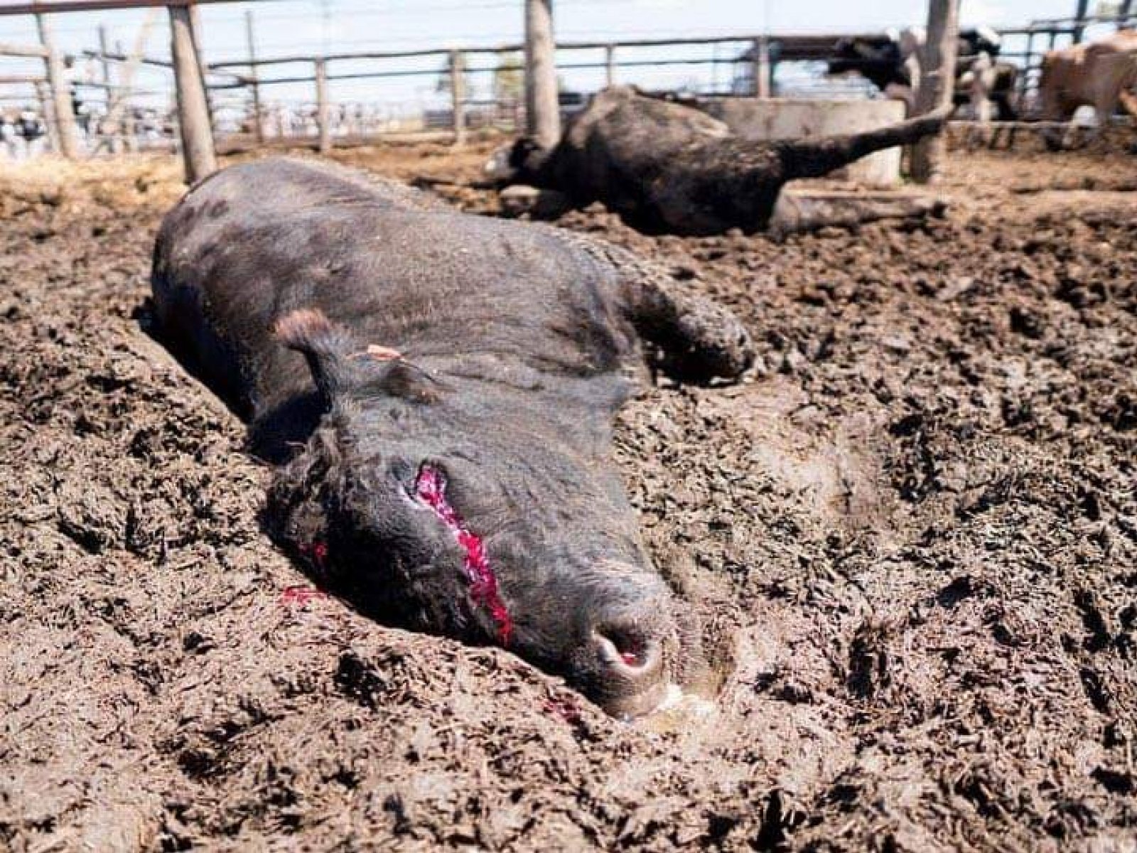 Cattle Feedlot