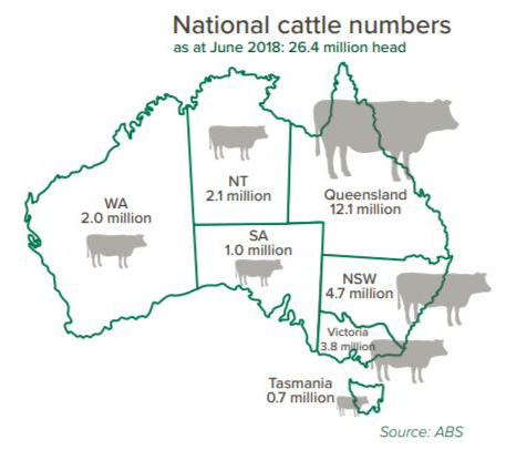 Constance Cattle