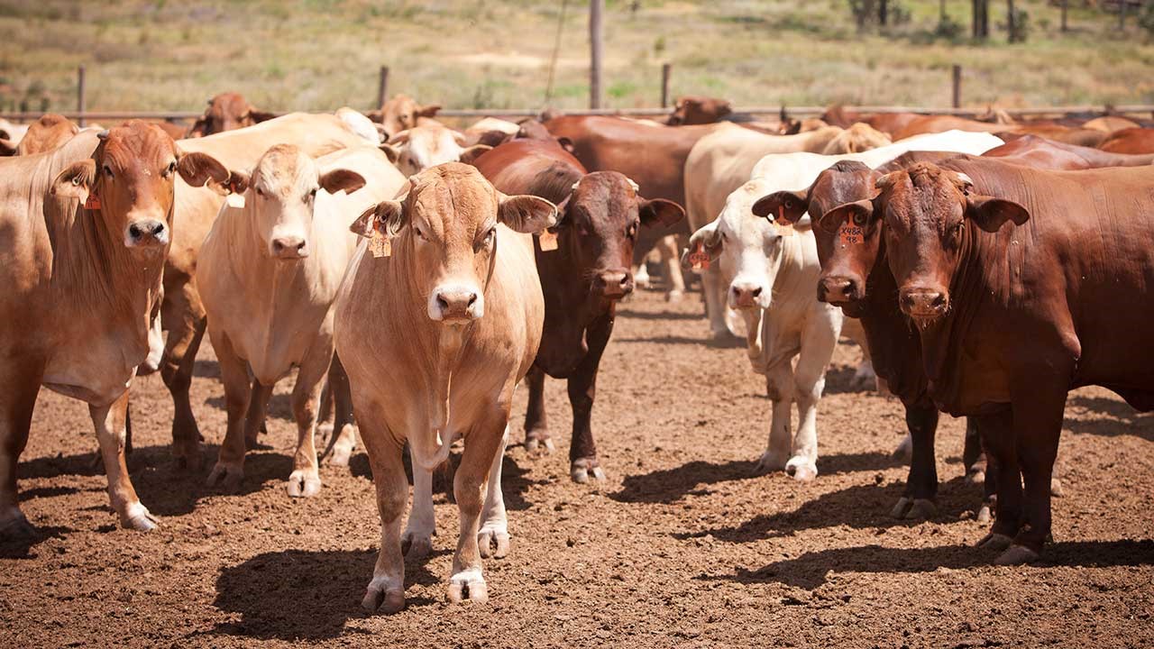 Cattle (Beef) - Knowledgebase - Farm Transparency Project | Australian  animal protection charity