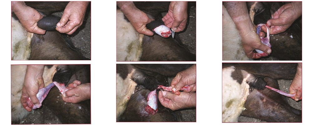 surgical castration cattle