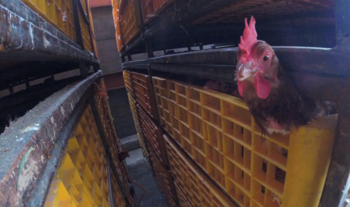 chicken slaughterhouse stun bath