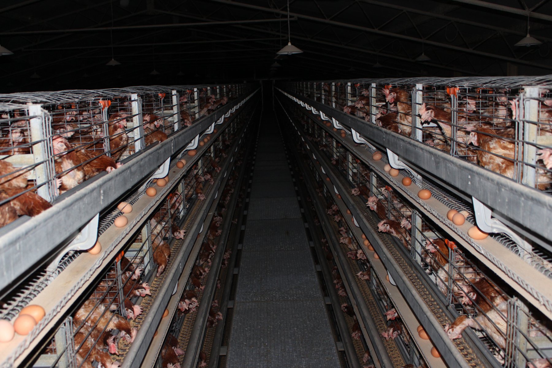 battery cage farm