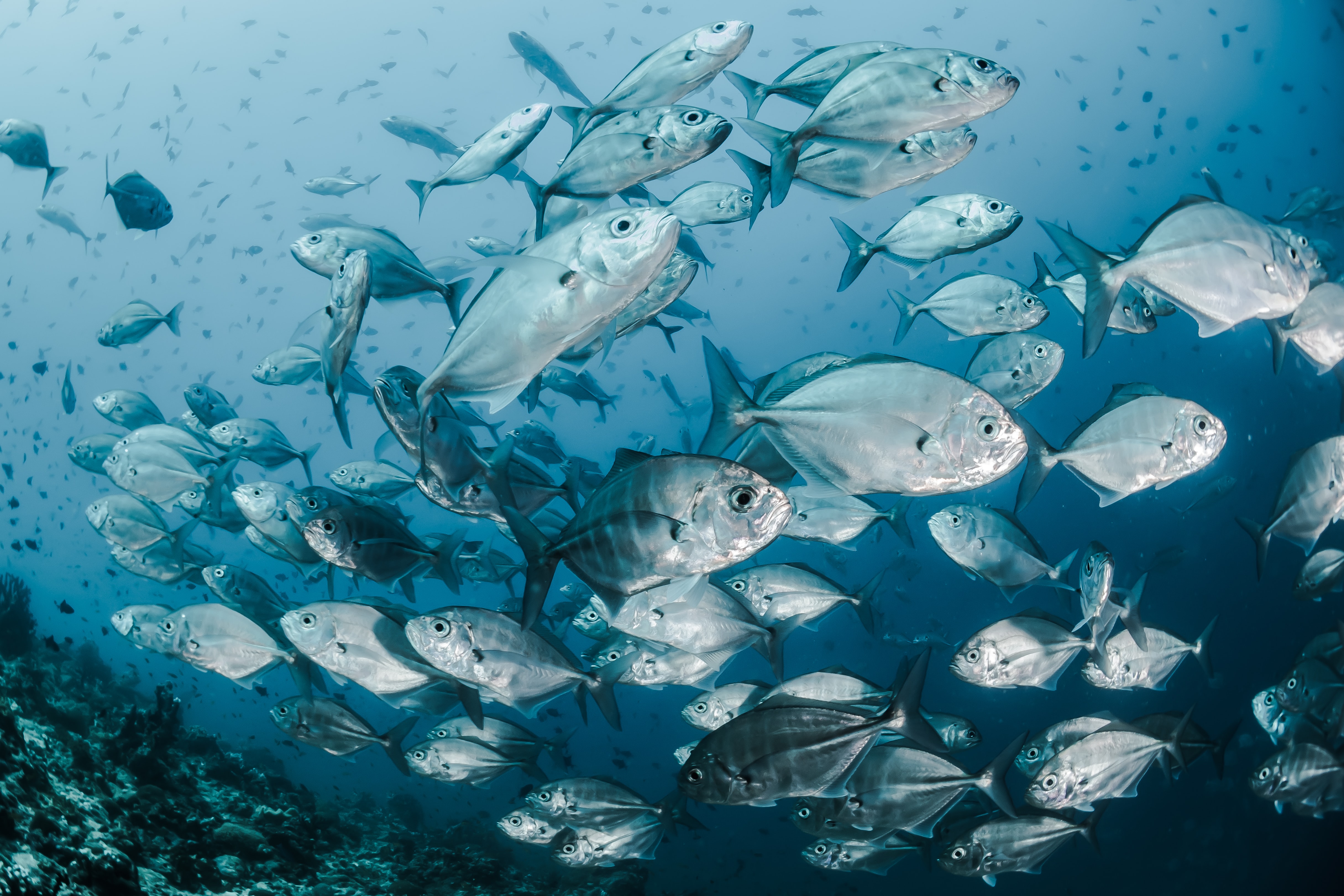 Fish and marine life - Knowledgebase - Farm Transparency Project |  Australian animal protection charity