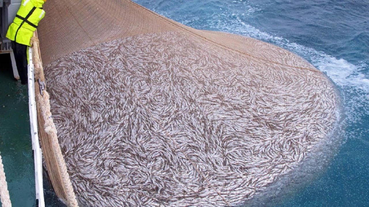 Wild-caught fish - Knowledgebase - Farm Transparency Project