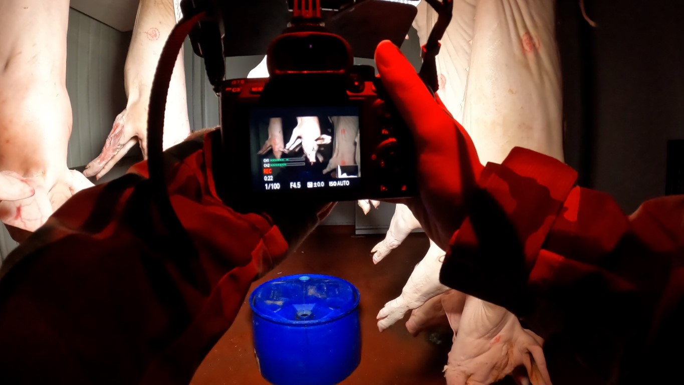 An investigator films pig carcasses hanging in a slaughterhouse chiller room