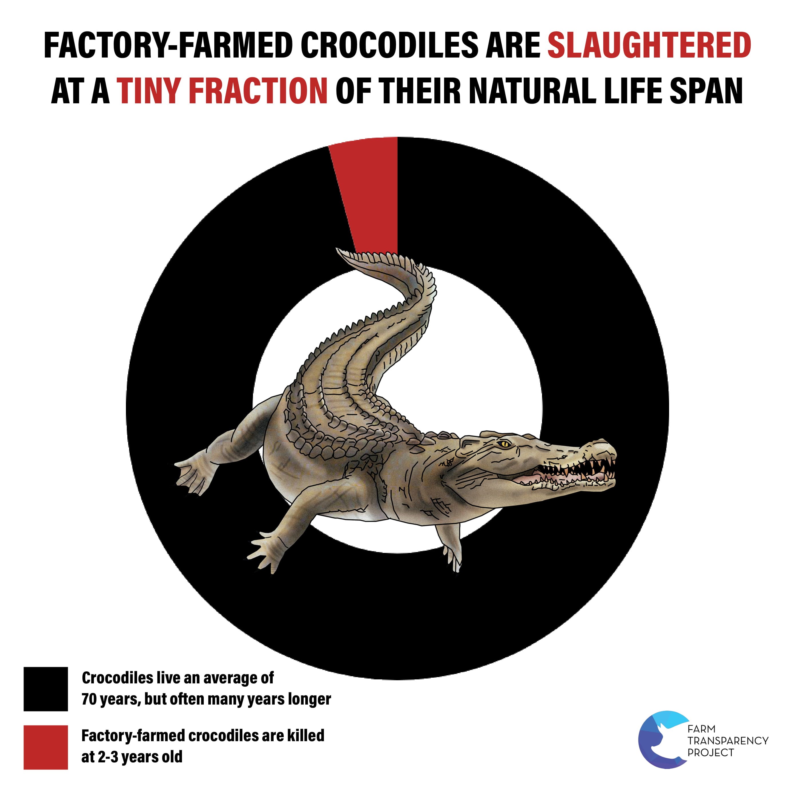 Exposed: Crocodiles and Alligators Factory-Farmed for Hermes