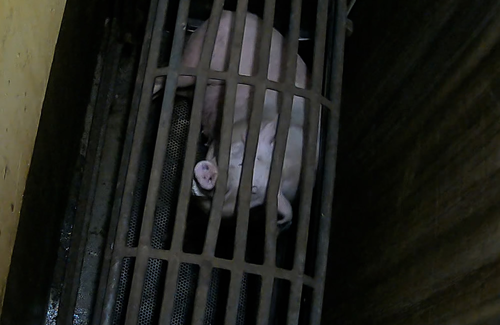 Sow gasping for air at the bottom of a gas chamber