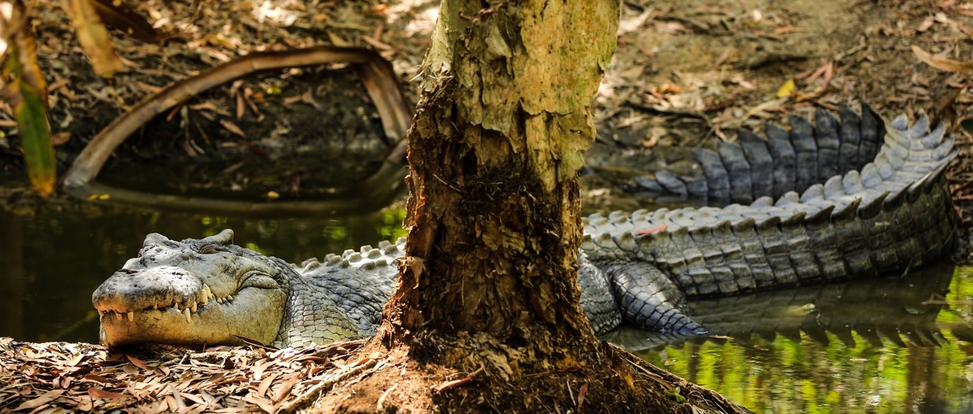 Australian farm to hold 50,000 crocodiles for luxury Hermès goods  questioned by animal welfare groups, Crocodiles