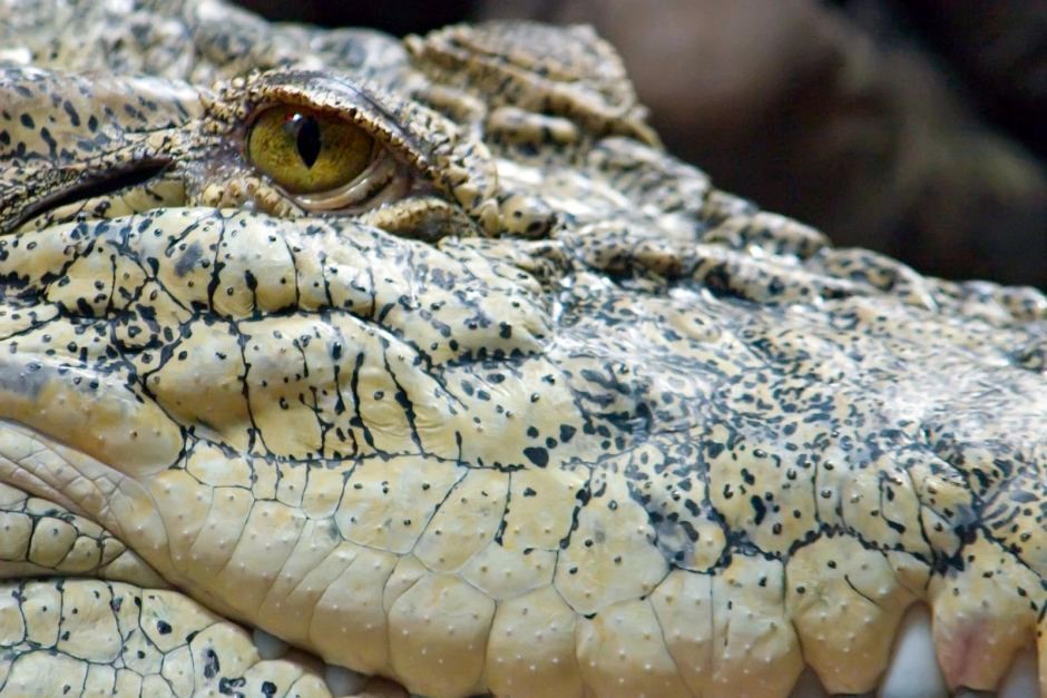 Exposed: Crocodiles and Alligators Factory-Farmed for Hermes 'Luxury' Goods