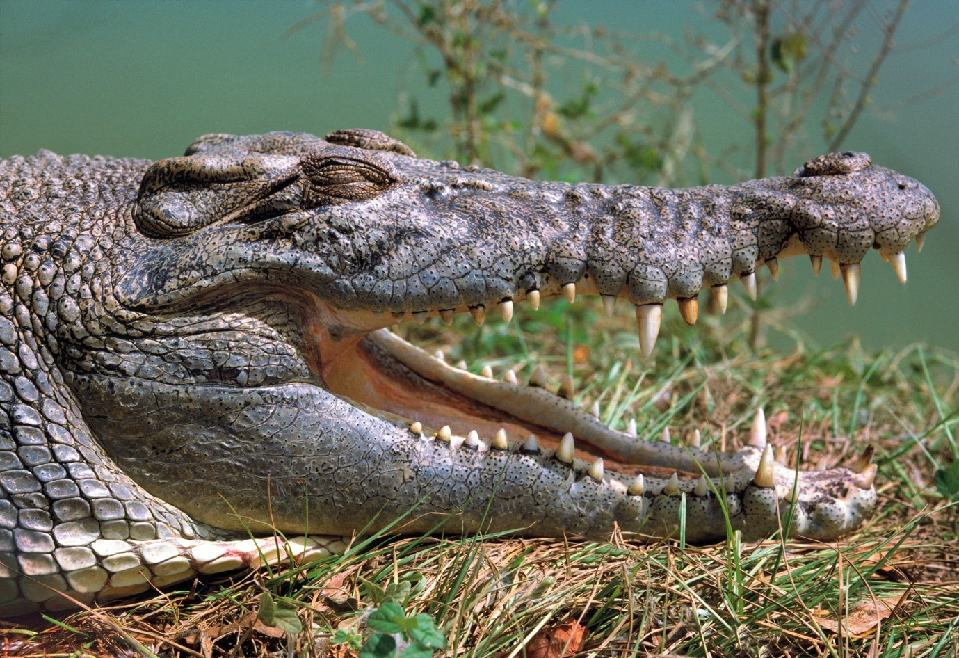 Global movement against the slaughter of Australian saltwater crocodiles  continues to build