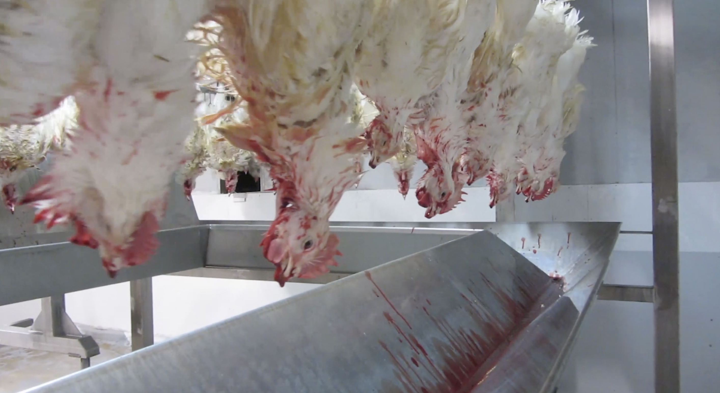 slaughtered chicken bleeding abattoir