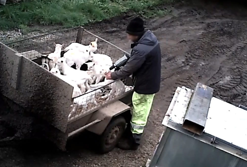 A worker at John Gomman's farm shoots newborn goats with a bolt gun