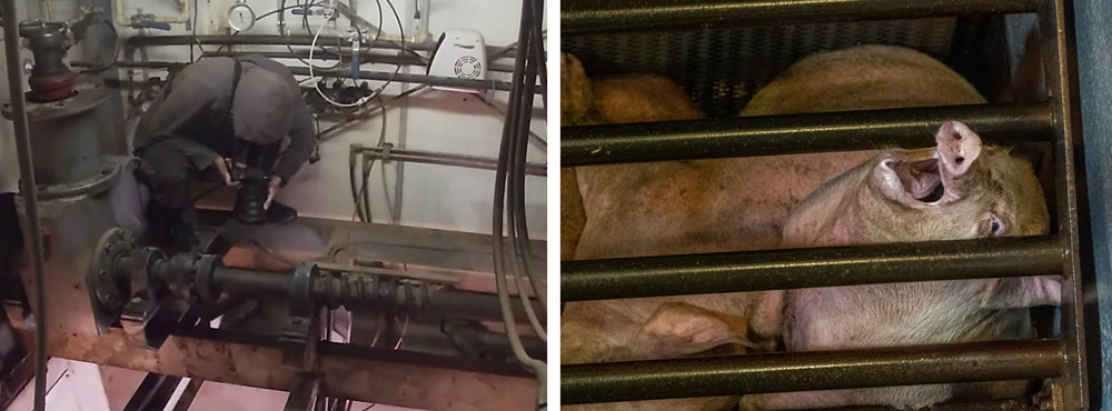 Animal activist films pigs from a hidden vantage point above gas chamber