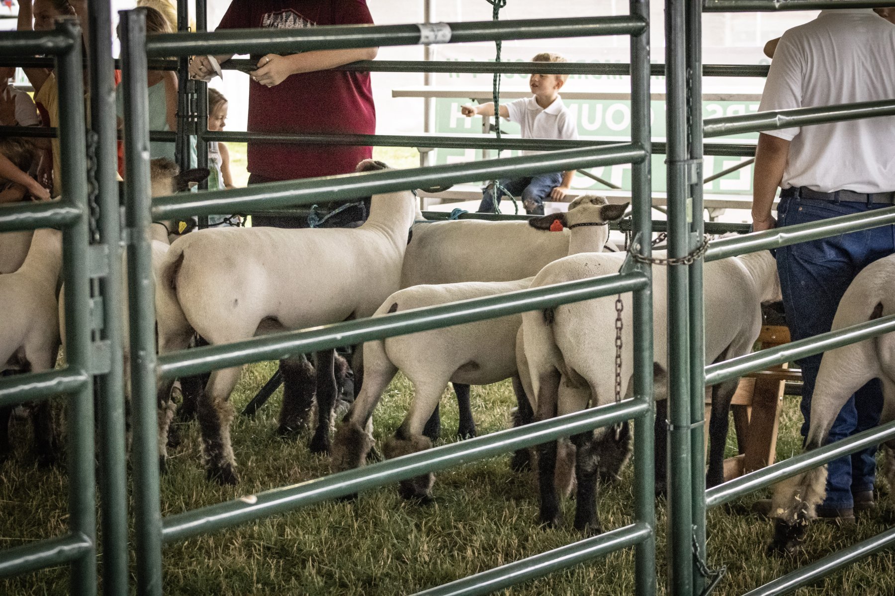 Somerset County 4-H Fair 2026 - Captured at Somerset County Ted Blum 4-H Center, Bridgewater NJ United States.