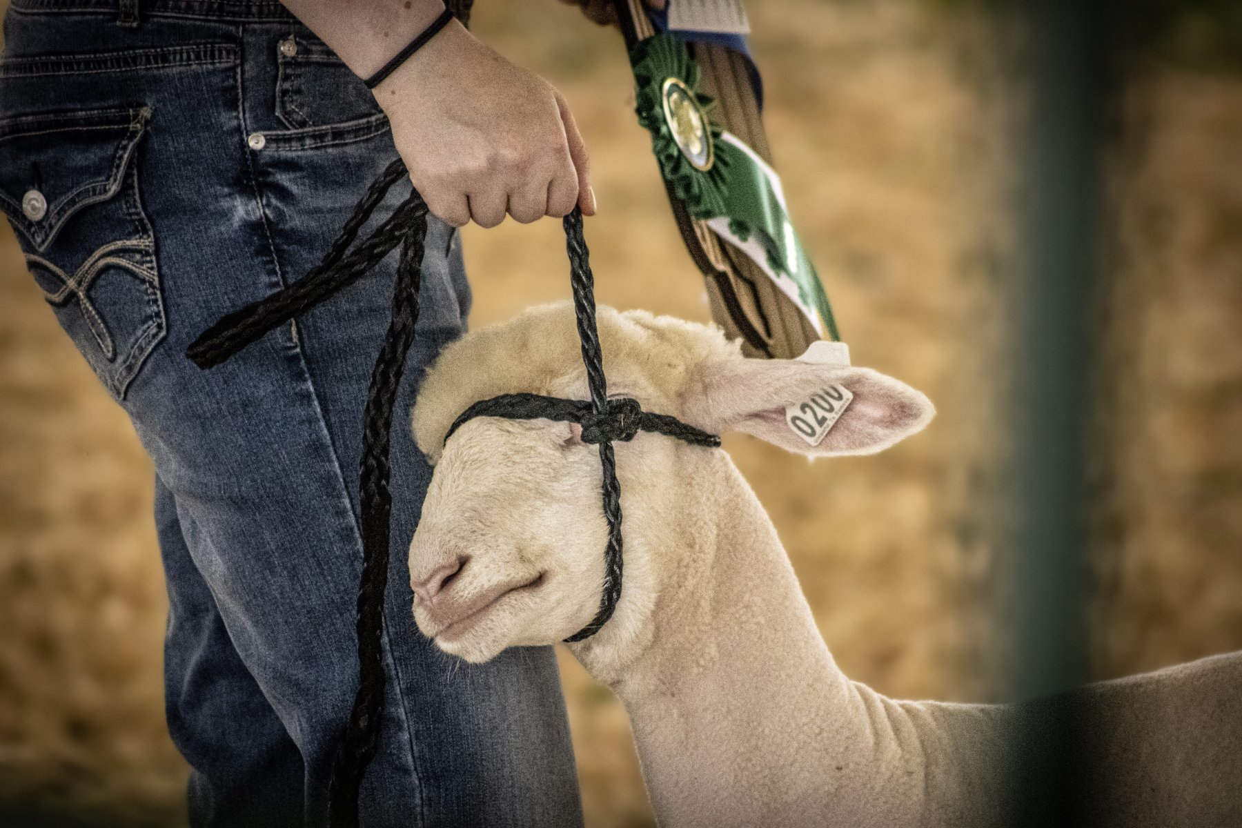 Somerset County 4-H Fair 2026 - Captured at Somerset County Ted Blum 4-H Center, Bridgewater NJ United States.