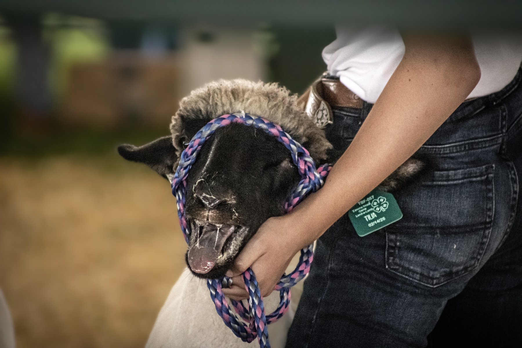 Somerset County 4-H Fair 2026 - Captured at Somerset County Ted Blum 4-H Center, Bridgewater NJ United States.