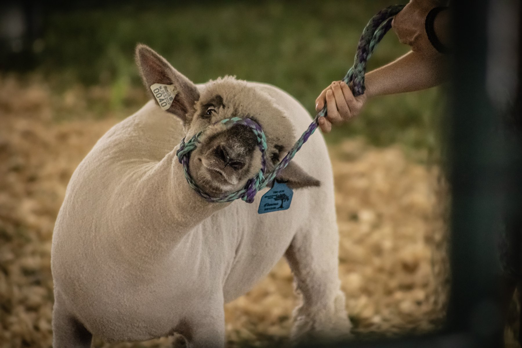 Somerset County 4-H Fair 2026 - Captured at Somerset County Ted Blum 4-H Center, Bridgewater NJ United States.