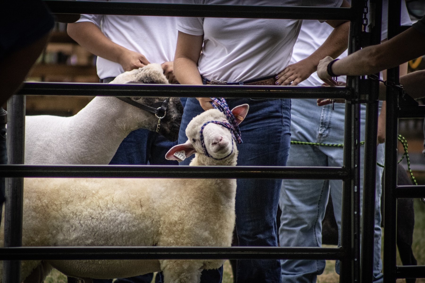 Somerset County 4-H Fair 2026 - Captured at Somerset County Ted Blum 4-H Center, Bridgewater NJ United States.