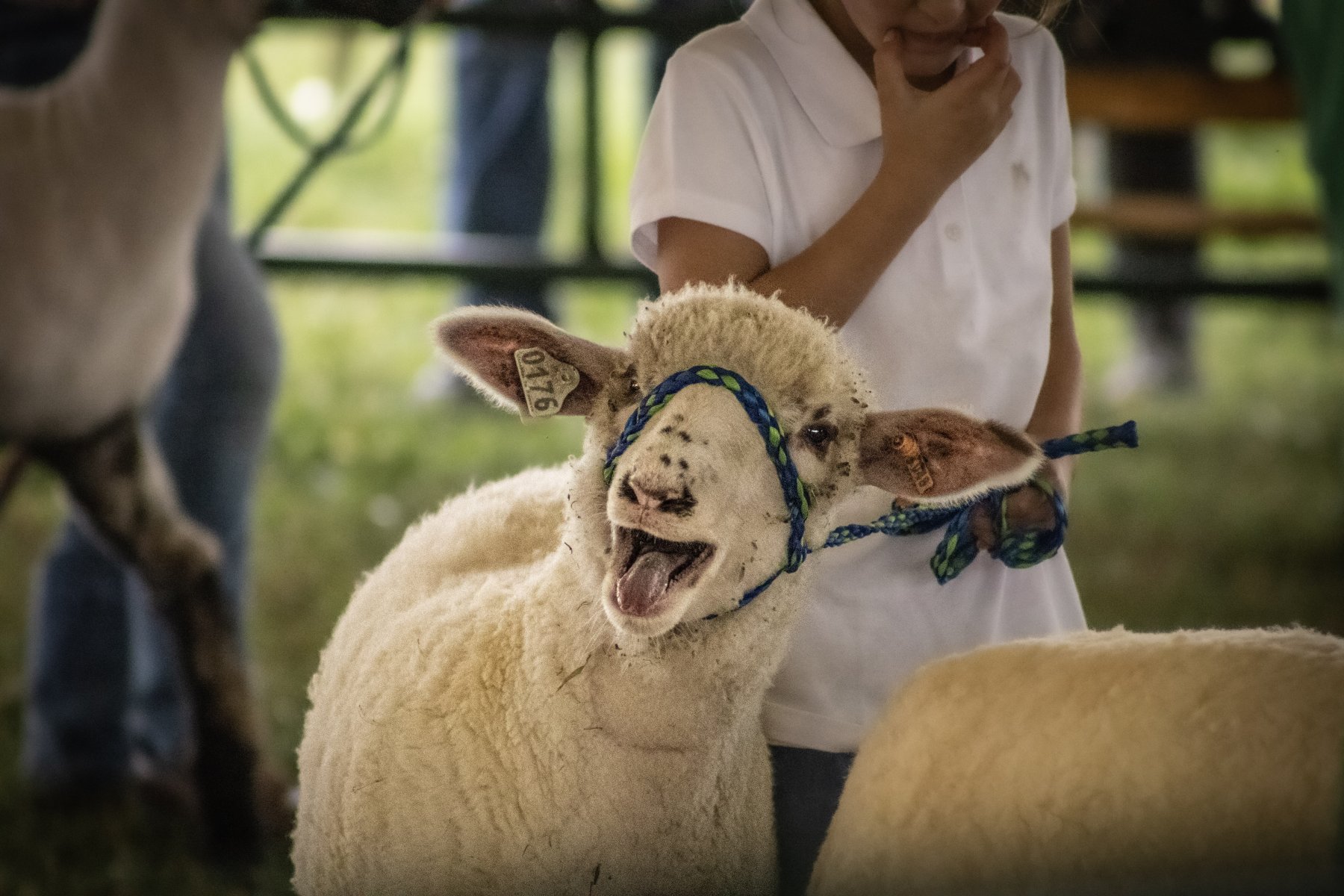 Somerset County 4-H Fair 2026 - Captured at Somerset County Ted Blum 4-H Center, Bridgewater NJ United States.