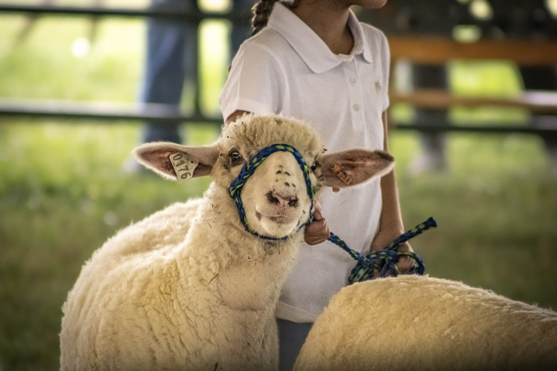 Somerset County 4-H Fair 2026 - Captured at Somerset County Ted Blum 4-H Center, Bridgewater NJ United States.