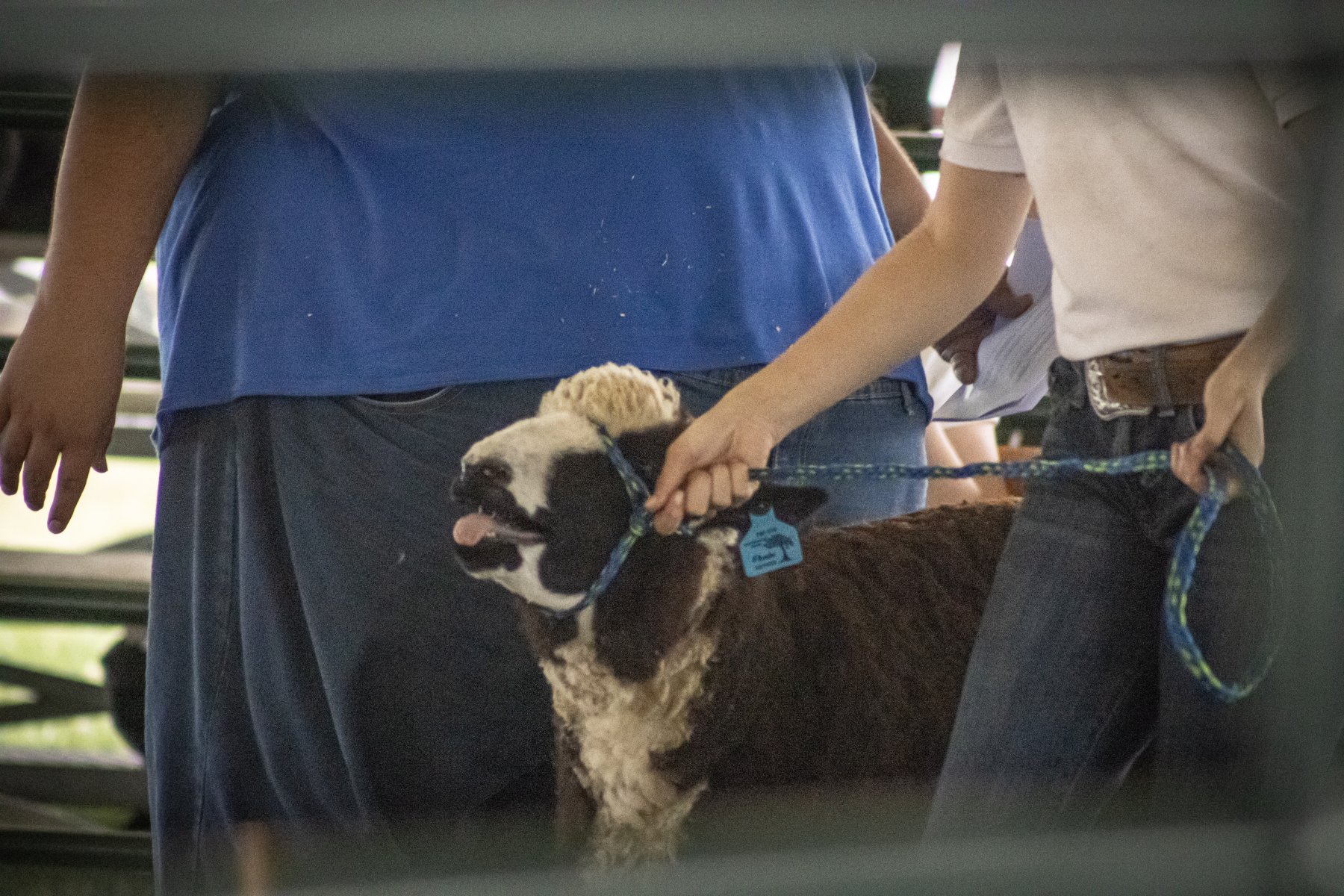 Somerset County 4-H Fair 2026 - Captured at Somerset County Ted Blum 4-H Center, Bridgewater NJ United States.