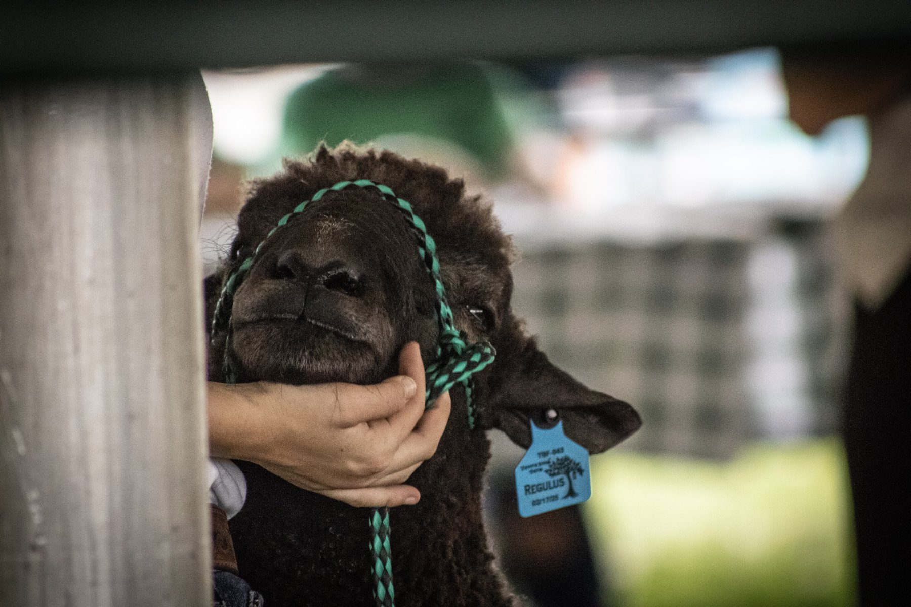 Somerset County 4-H Fair 2026 - Captured at Somerset County Ted Blum 4-H Center, Bridgewater NJ United States.