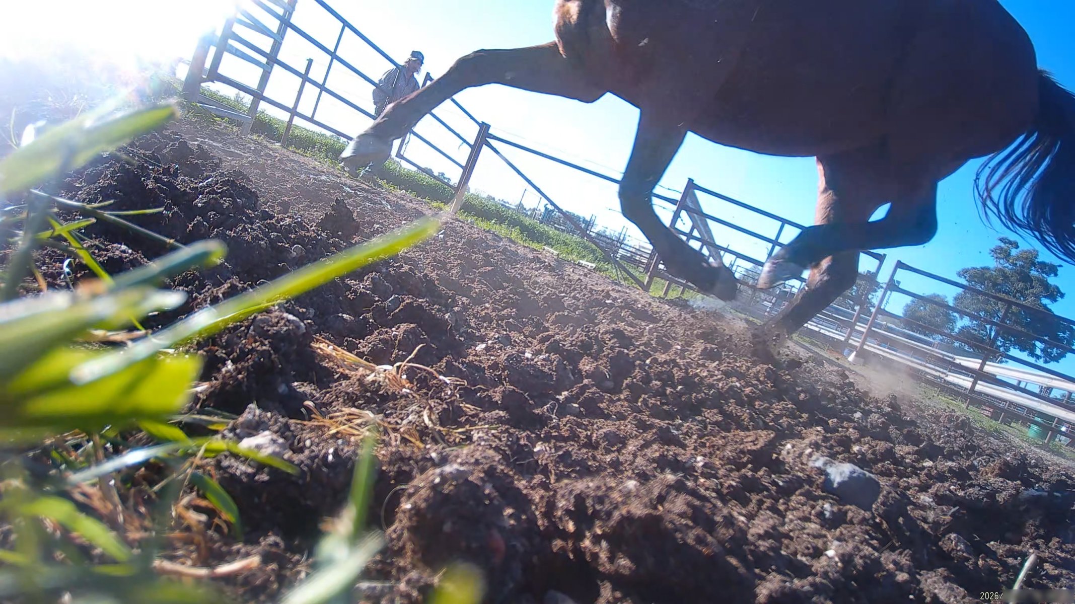 Horse yards and slaughter at residential property of Peter Loffel - Screenshots from hidden camera footage showing the receival and slaughter of ex-racing and breeding thoroughbreds and standardbreds. - Captured at Peter Loffel's Illegal Knackery, Mooroopna VIC Australia.