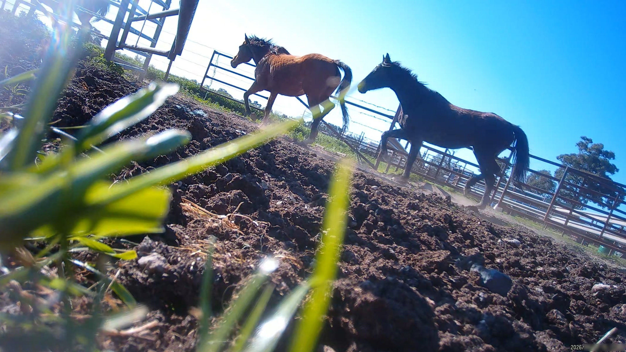 Horse yards and slaughter at residential property of Peter Loffel - Screenshots from hidden camera footage showing the receival and slaughter of ex-racing and breeding thoroughbreds and standardbreds. - Captured at Peter Loffel's Illegal Knackery, Mooroopna VIC Australia.
