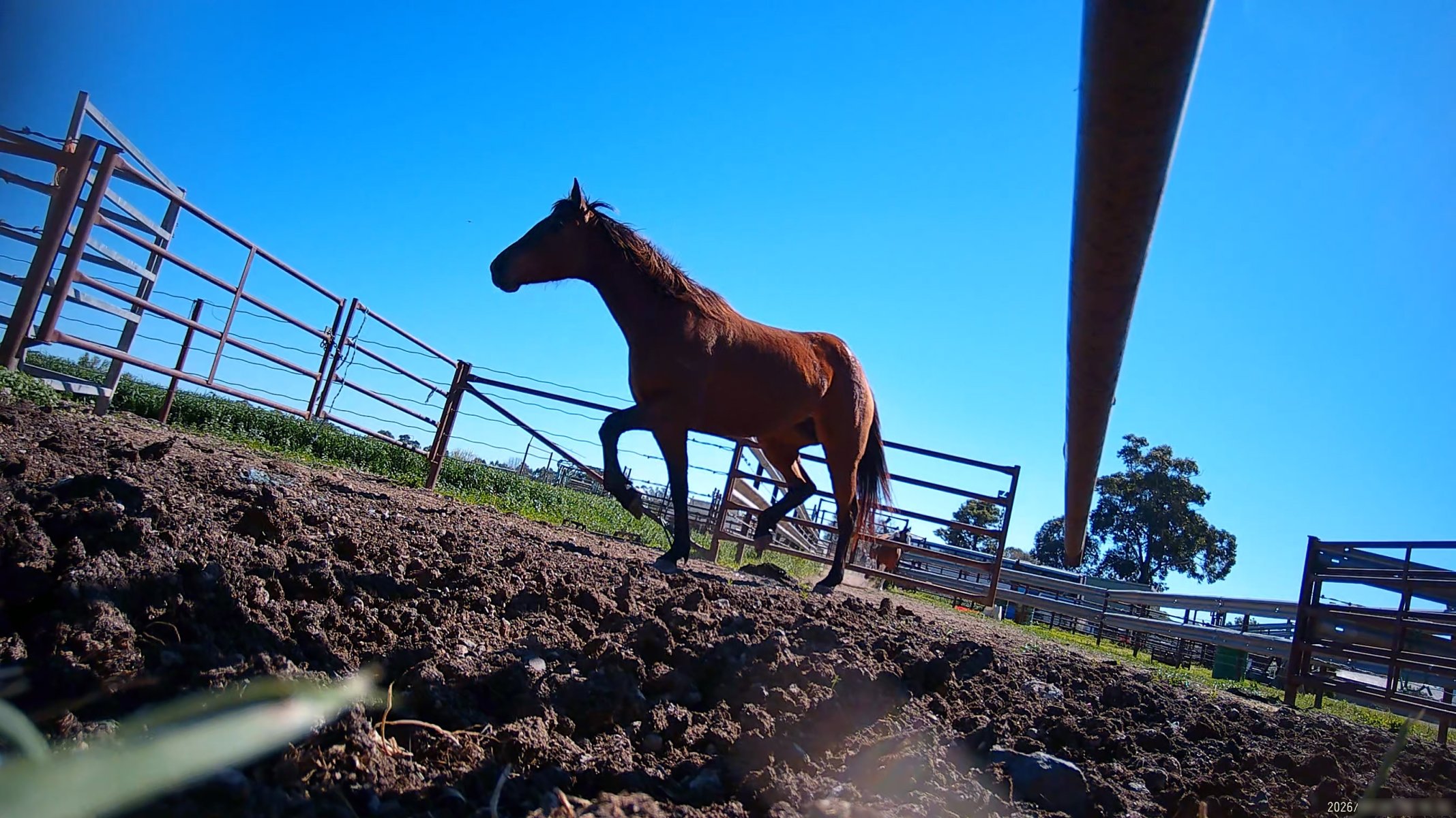 Horse yards and slaughter at residential property of Peter Loffel - Screenshots from hidden camera footage showing the receival and slaughter of ex-racing and breeding thoroughbreds and standardbreds. - Captured at Peter Loffel's Illegal Knackery, Mooroopna VIC Australia.