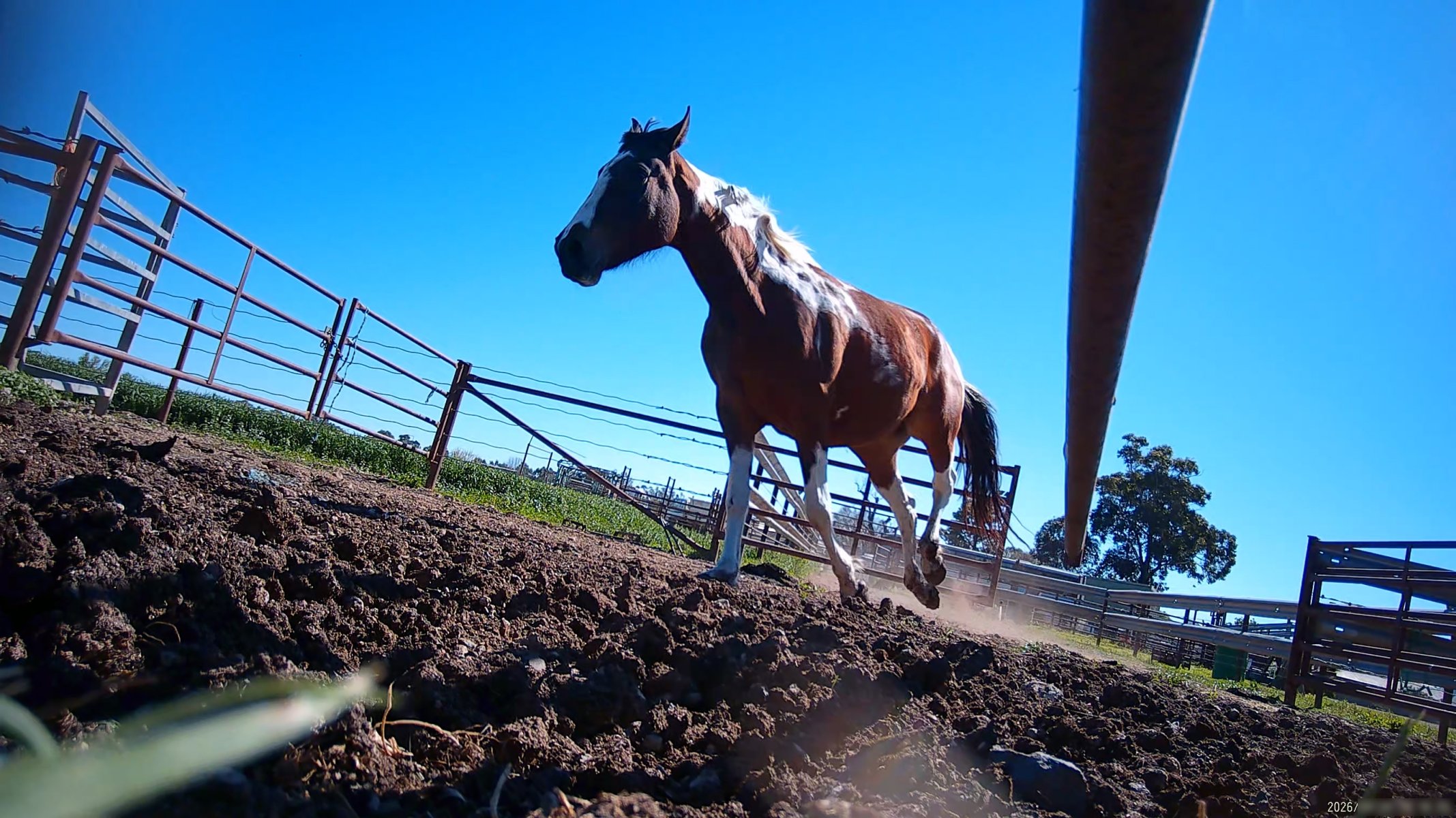 Horse yards and slaughter at residential property of Peter Loffel - Screenshots from hidden camera footage showing the receival and slaughter of ex-racing and breeding thoroughbreds and standardbreds. - Captured at Peter Loffel's Illegal Knackery, Mooroopna VIC Australia.