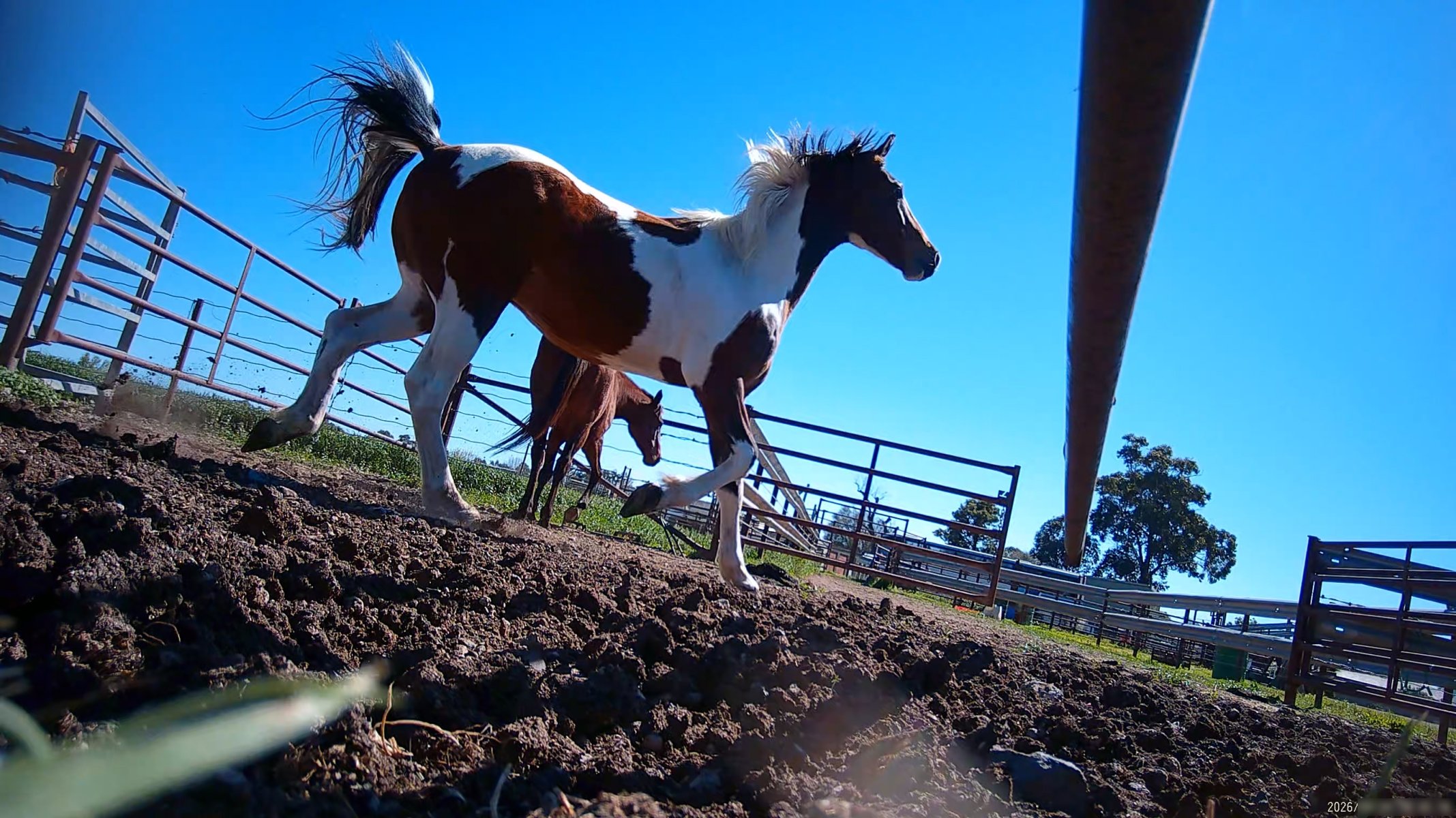 Horse yards and slaughter at residential property of Peter Loffel - Screenshots from hidden camera footage showing the receival and slaughter of ex-racing and breeding thoroughbreds and standardbreds. - Captured at Peter Loffel's Illegal Knackery, Mooroopna VIC Australia.
