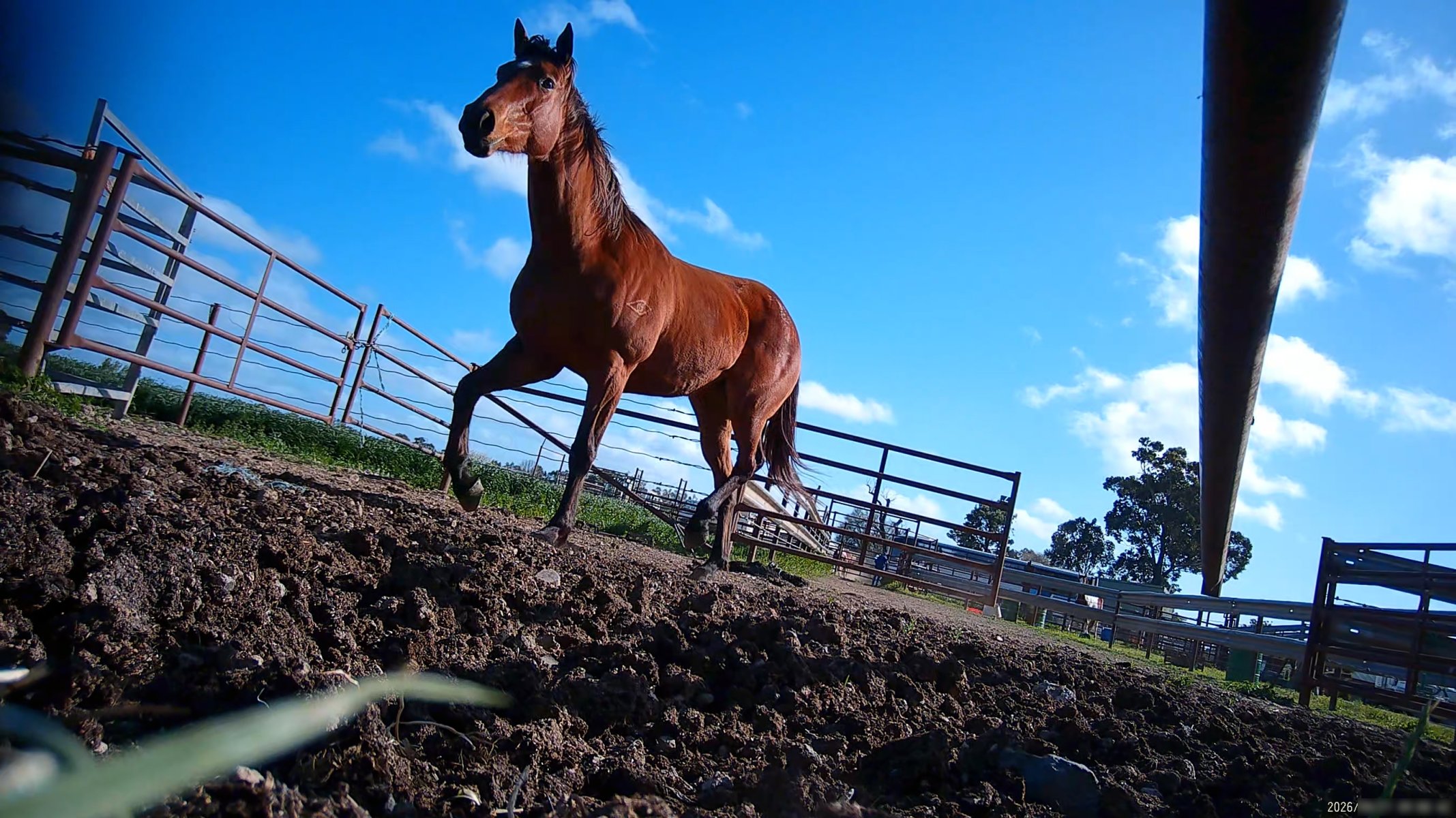 Horse yards and slaughter at residential property of Peter Loffel - Screenshots from hidden camera footage showing the receival and slaughter of ex-racing and breeding thoroughbreds and standardbreds. - Captured at Peter Loffel's Illegal Knackery, Mooroopna VIC Australia.