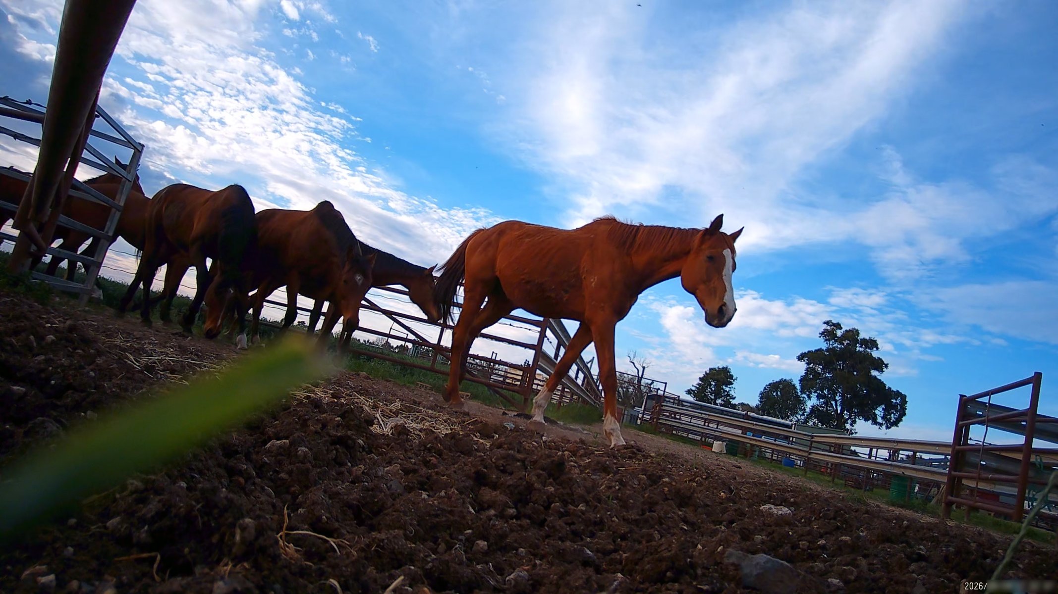 Horse yards and slaughter at residential property of Peter Loffel - Screenshots from hidden camera footage showing the receival and slaughter of ex-racing and breeding thoroughbreds and standardbreds. - Captured at Peter Loffel's Illegal Knackery, Mooroopna VIC Australia.