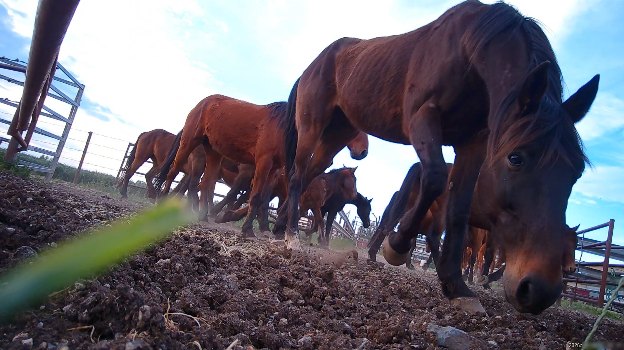 Horse yards and slaughter at residential property of Peter Loffel - Screenshots from hidden camera footage showing the receival and slaughter of ex-racing and breeding thoroughbreds and standardbreds. - Captured at Peter Loffel's Illegal Knackery, Mooroopna VIC Australia.